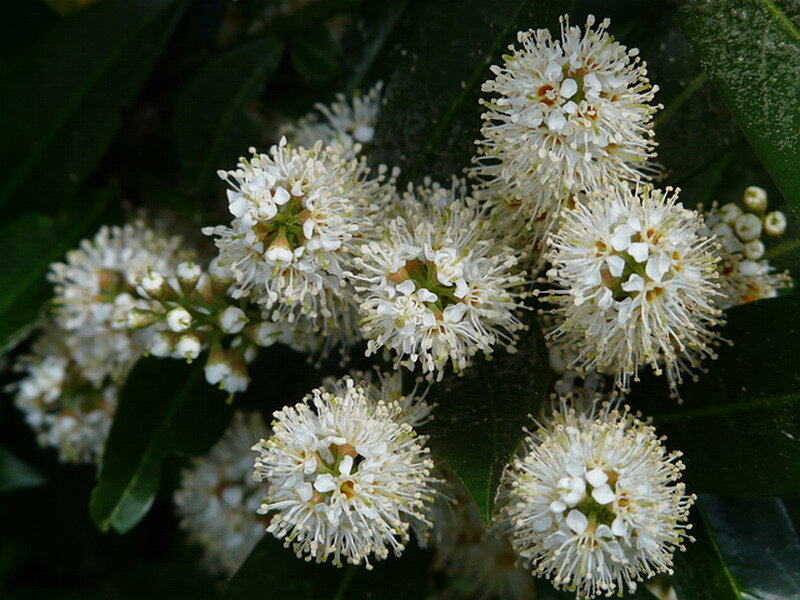 White Flower Clusters — Calm, Photograph