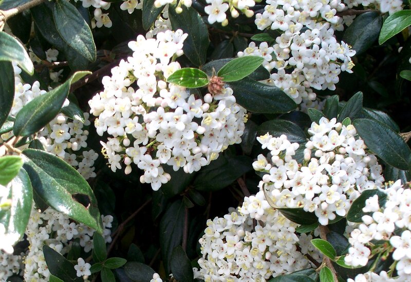 White Flower Clusters — Calm, Spring