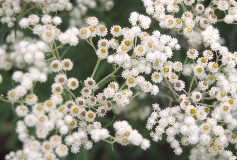 White Flower Clusters — Calm, Summer