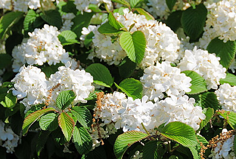 White Flower Clusters — Calm