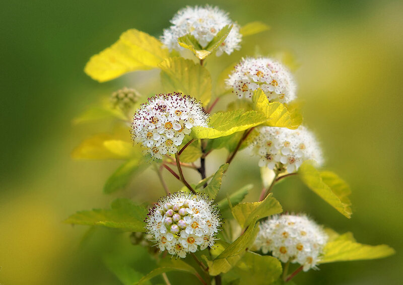 White Flower Clusters — Green, Serene
