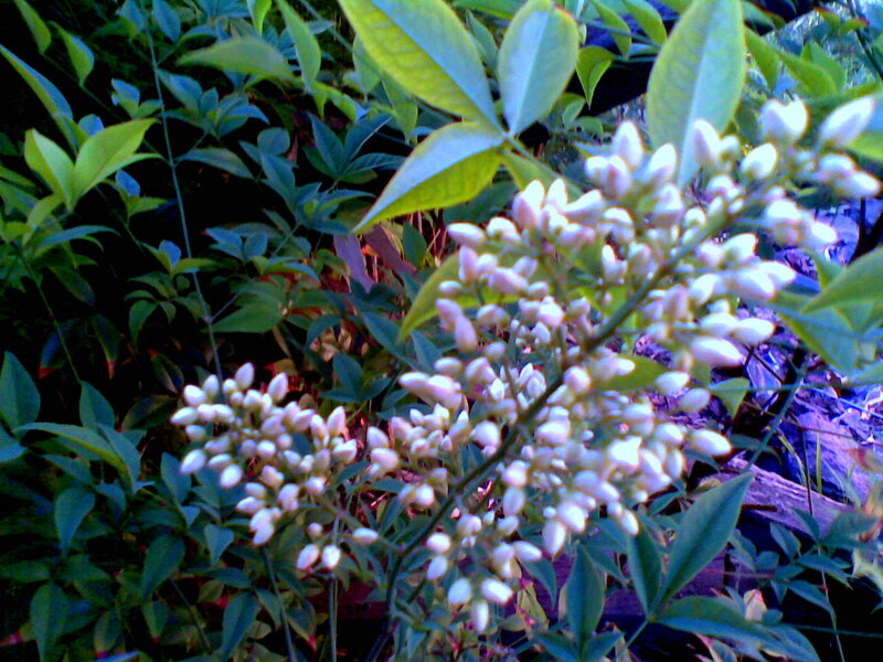 White Flower Clusters — Green