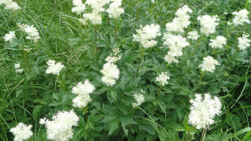 White Flower Clusters — Natural, Summer, Photograph