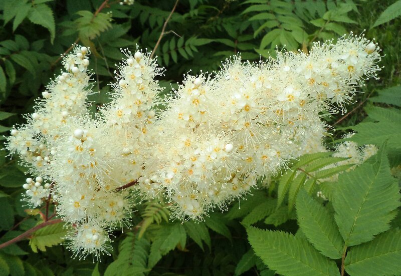 White Flower Clusters — Natural, Summer