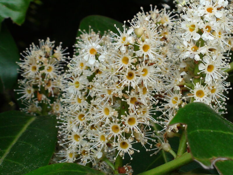 White Flower Clusters — Natural