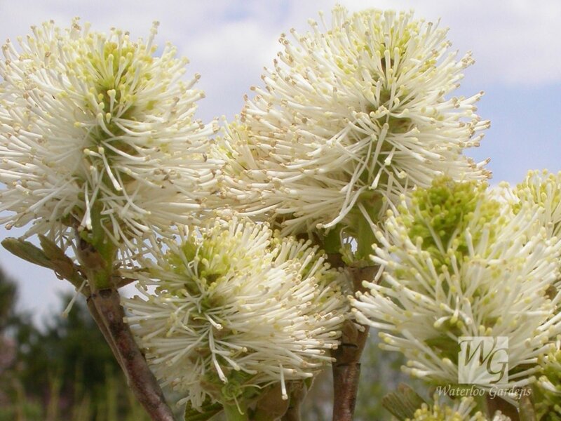 white flower clusters on branches