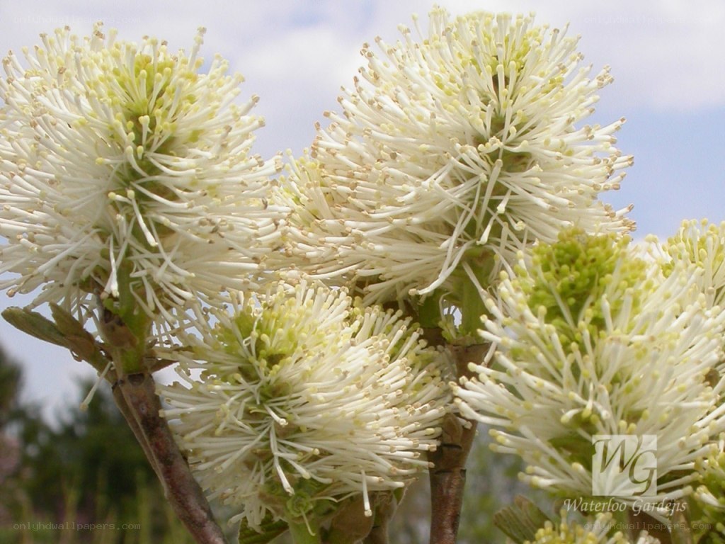 white flower clusters on branches