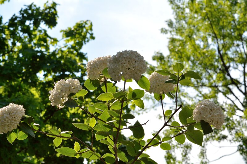 White Flower Clusters — Serene, Afternoon, Photograph, Green Leaves