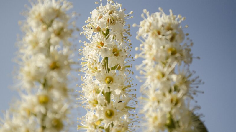 White Flower Clusters — Serene, Afternoon, Photograph, Sky
