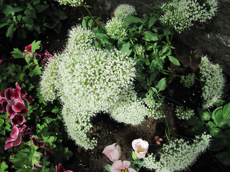 White Flower Clusters — Serene, Afternoon, Photograph