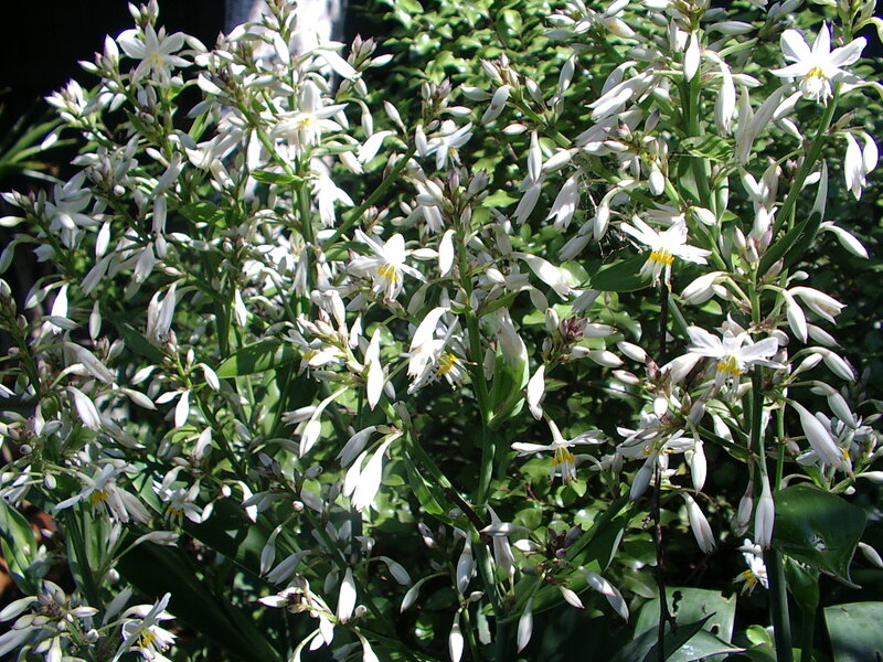 White Flower Clusters — Serene, Afternoon