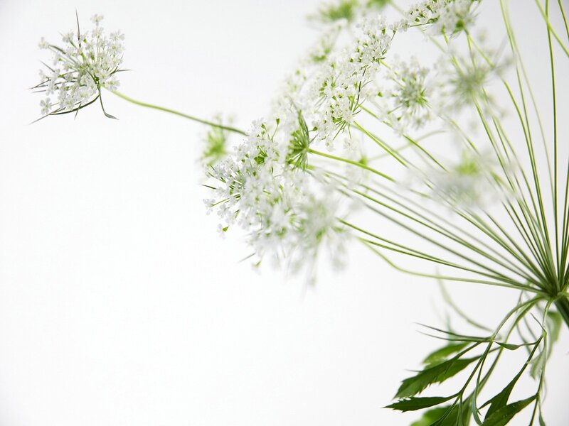 White Flower Clusters — Serene, Photograph