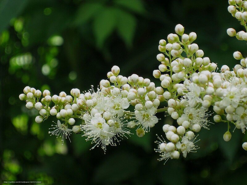 White Flower Clusters — Serene, Spring