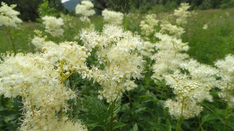 White Flower Clusters — Serene, Summer, Photograph