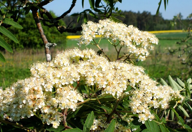 White Flower Clusters — Serene, Summer