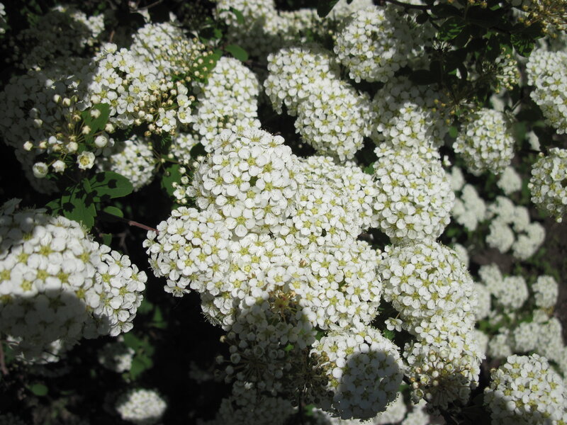 White Flower Clusters — Serene