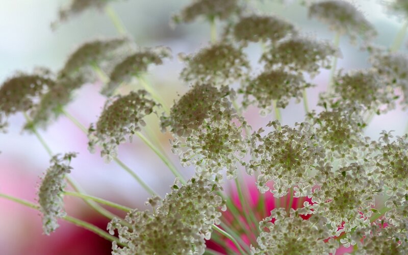 White Flower Clusters