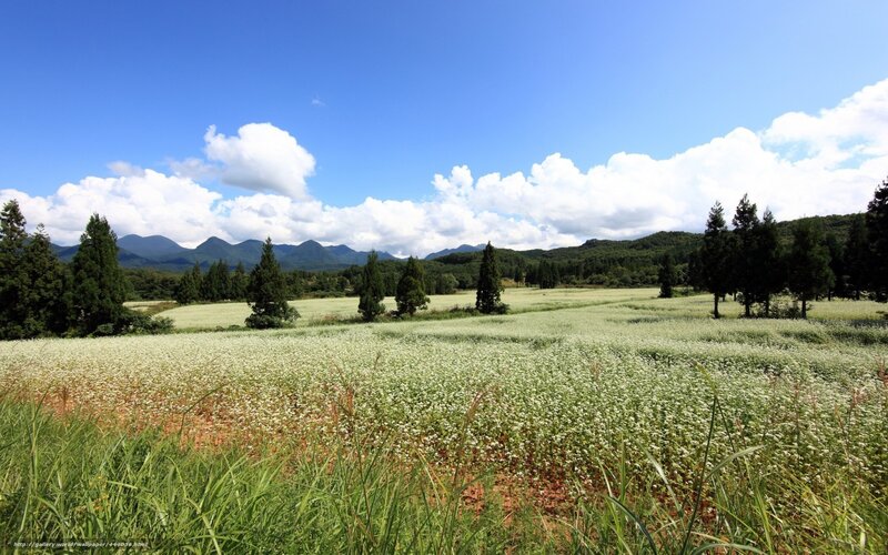 White Flower Field — Blue