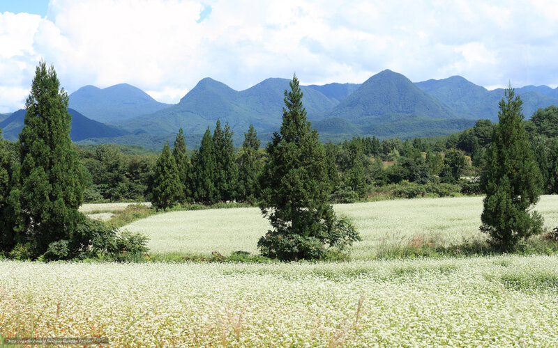 White Flower Field — Green