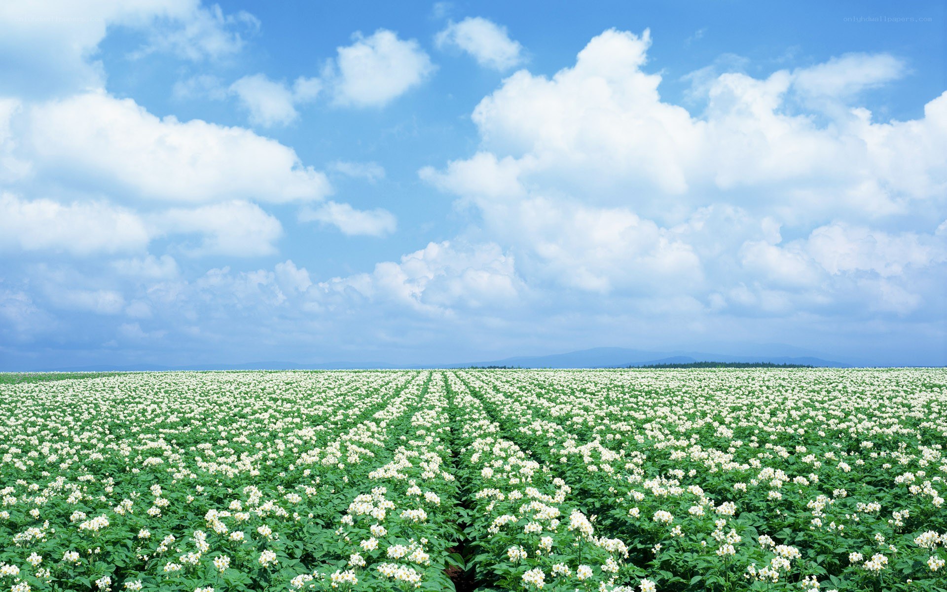 White flower field under blue sky