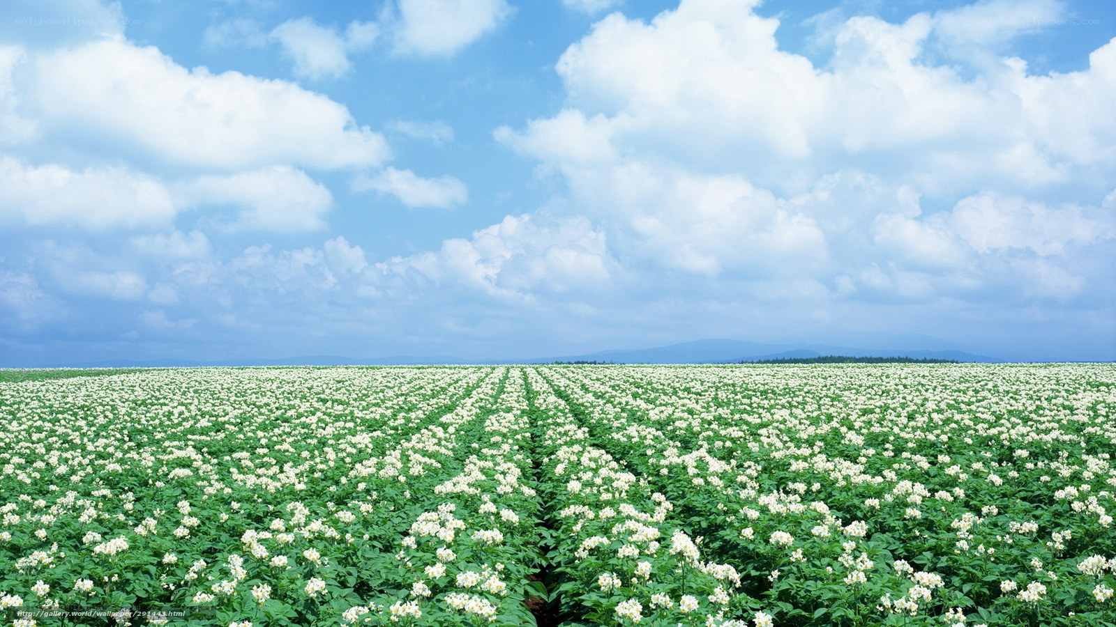 White flower field under blue sky