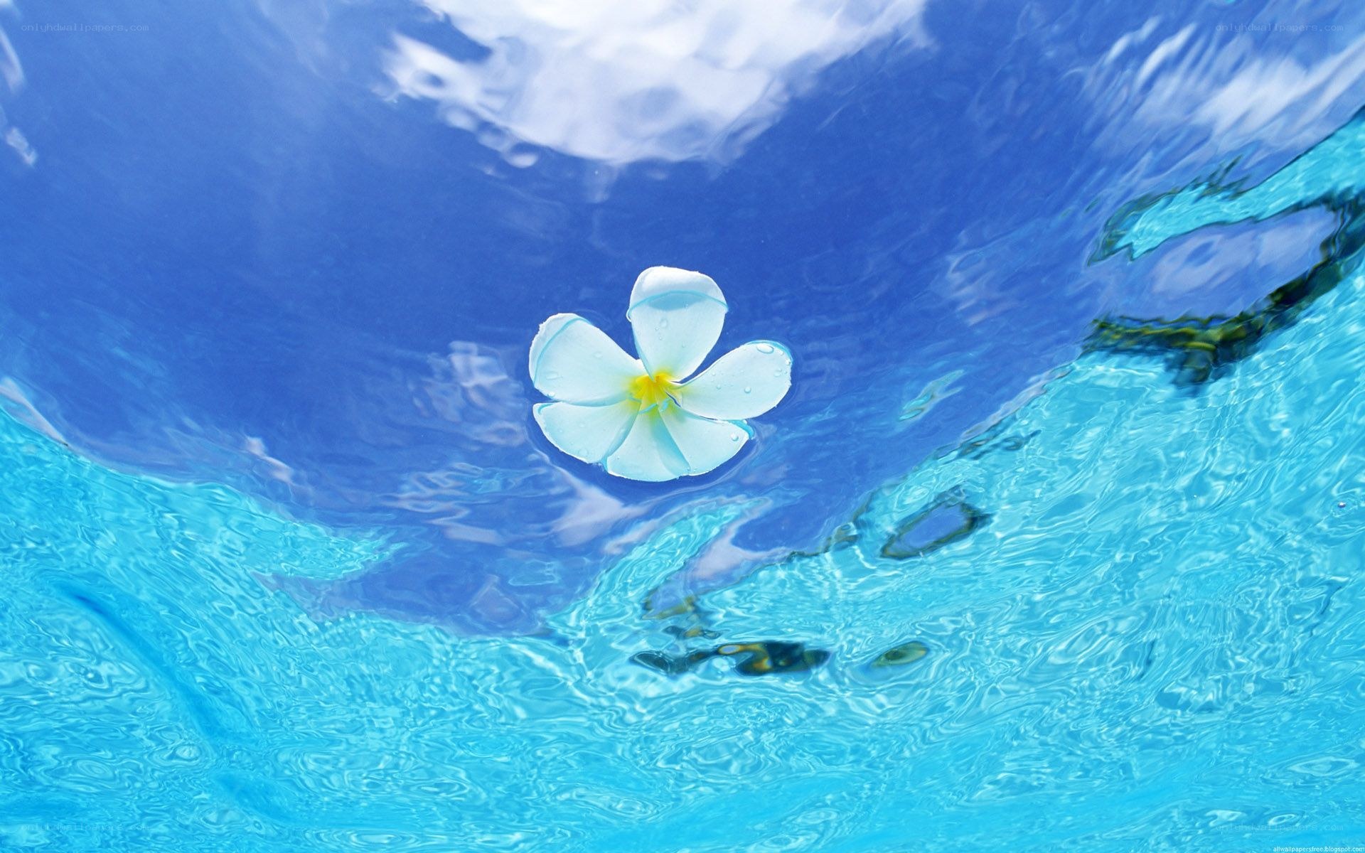 white flower floating on water