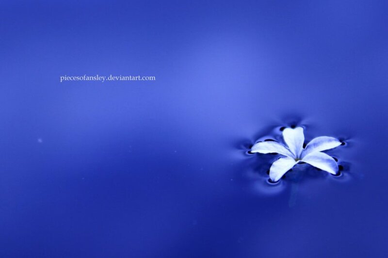White Flower Floating on Water — Blue