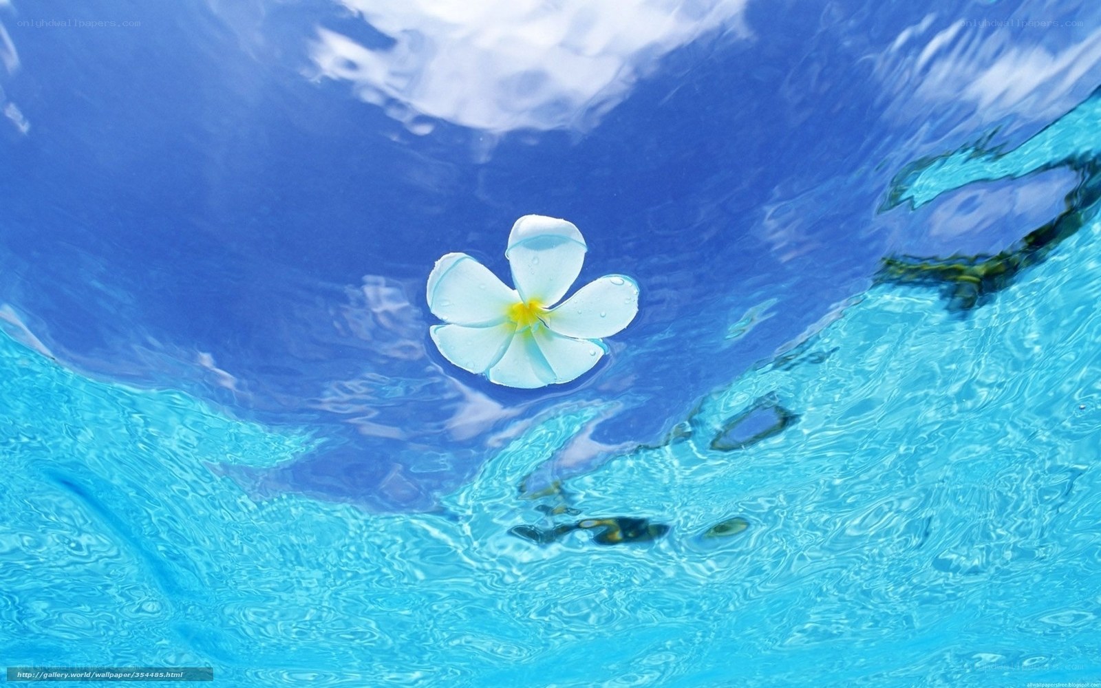 white flower floating on water