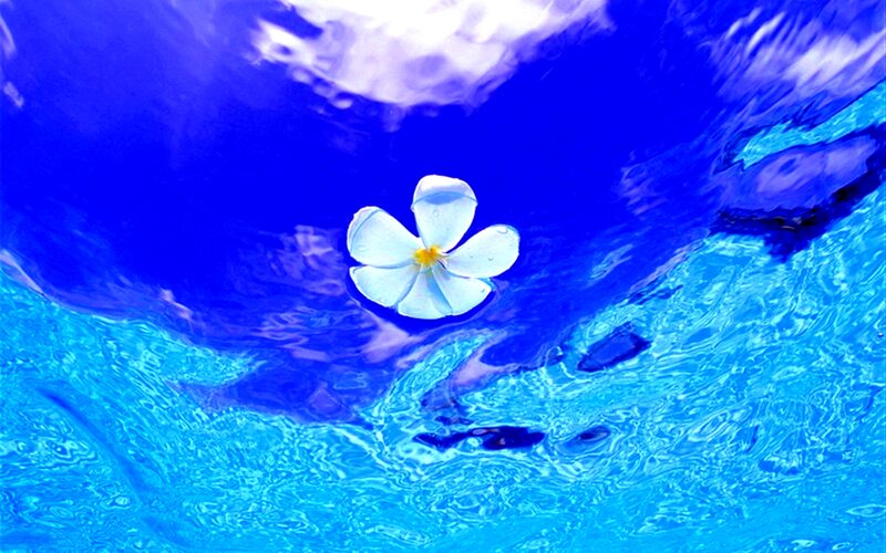 White Flower Floating