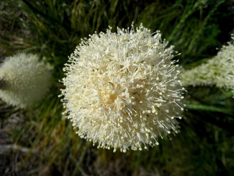 White Flower Head