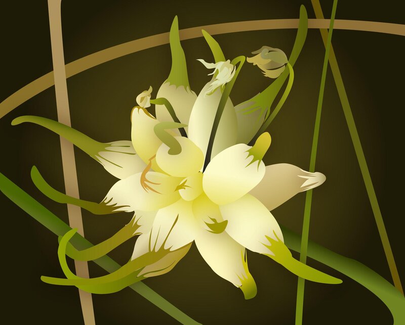 white flower illustration