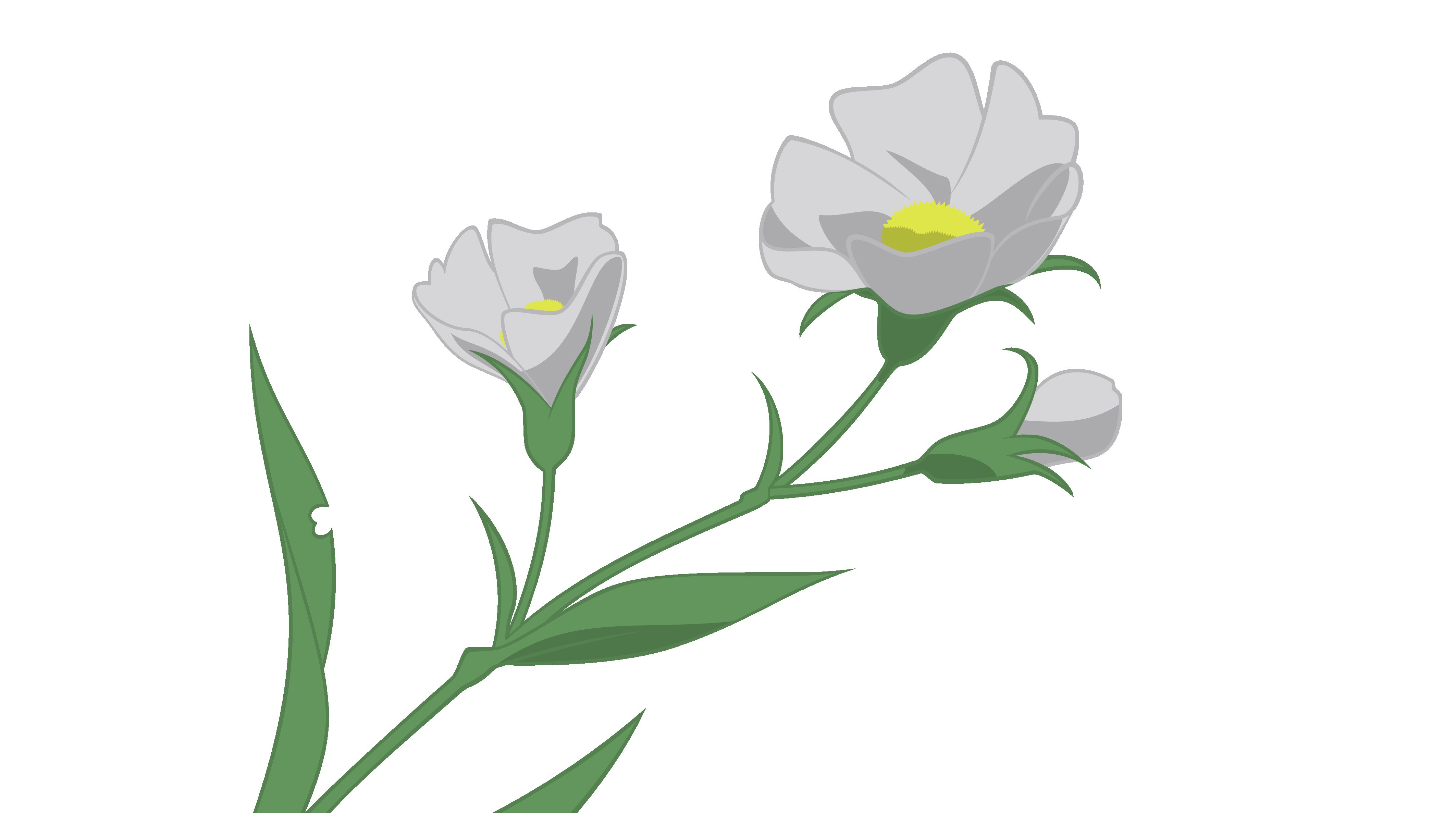 white flower illustration