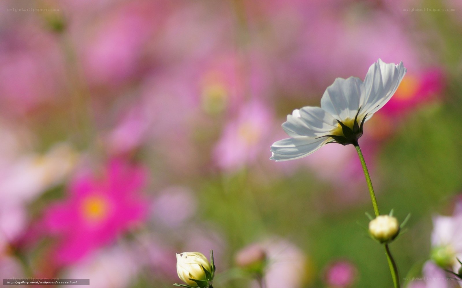 White flower in a field