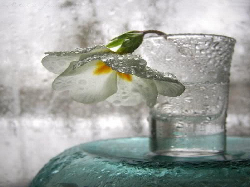 White flower in a glass