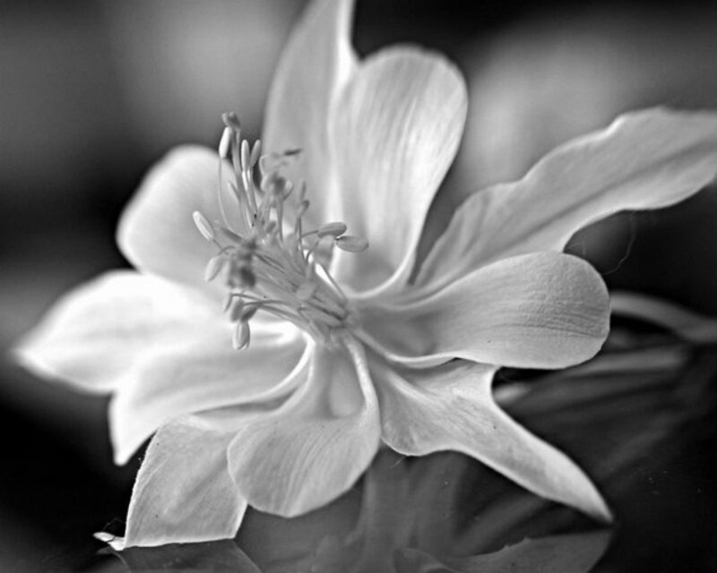 White Flower in Black and White — Serene