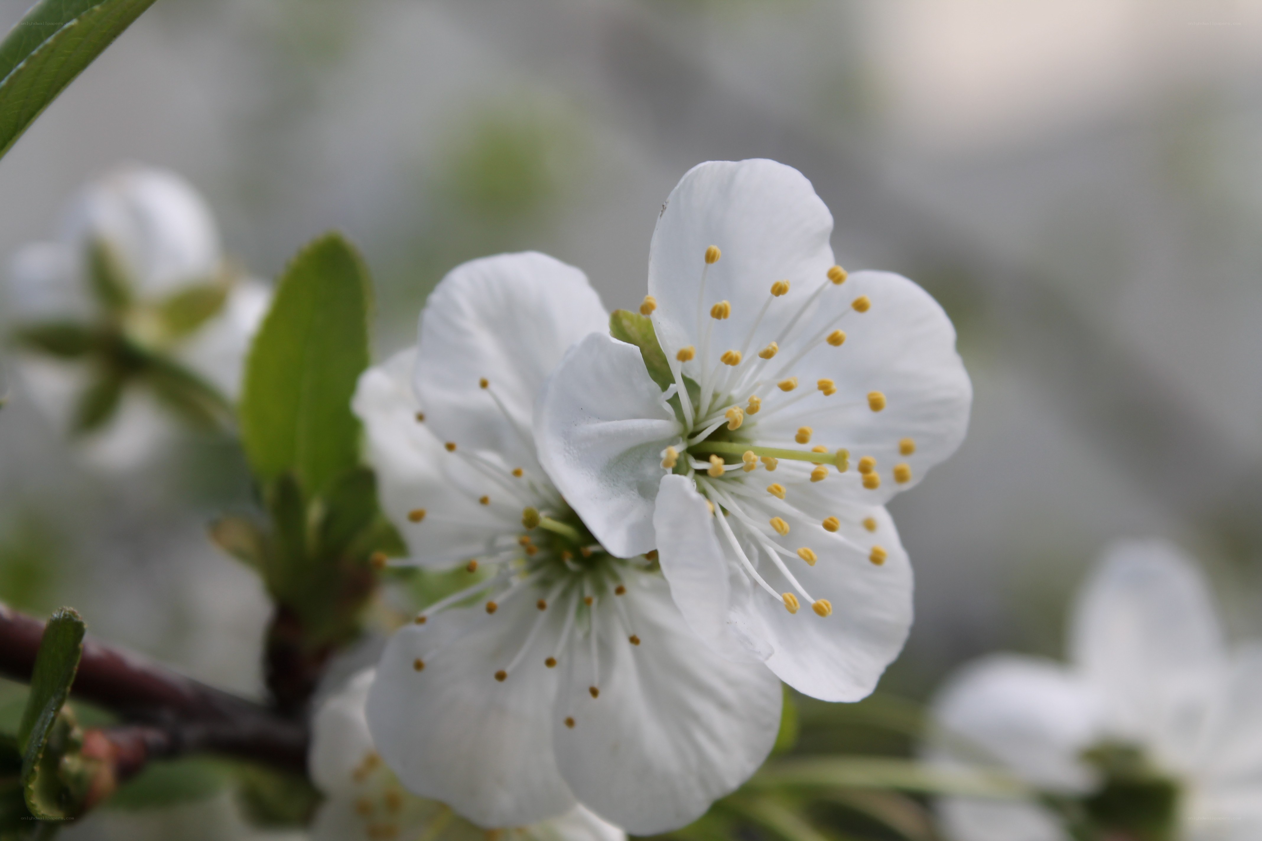 white flower in bloom
