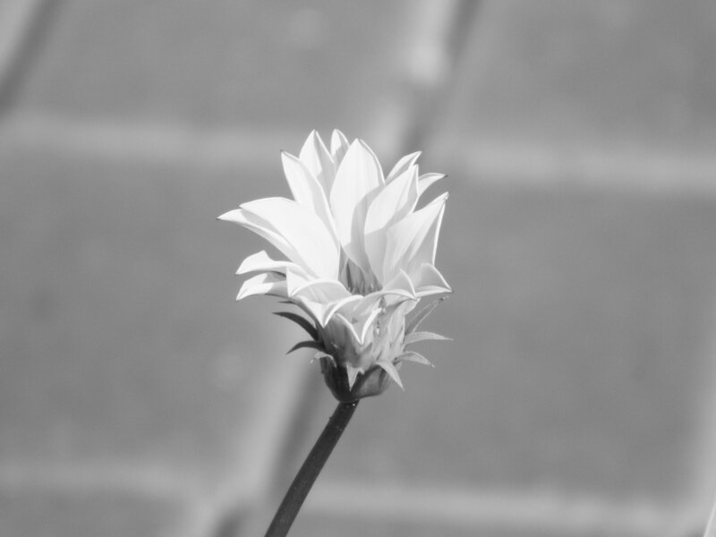 White Flower in Bloom — Black