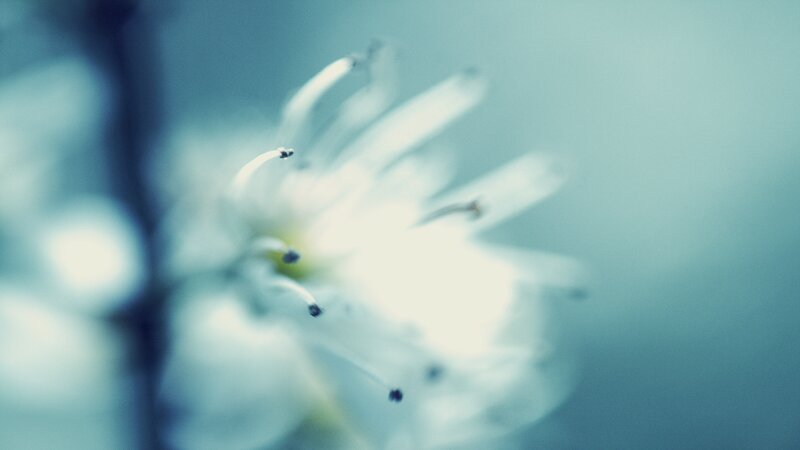 White Flower in Bloom — Blue