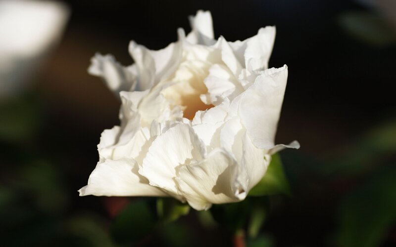 White Flower in Bloom — Serene, Afternoon