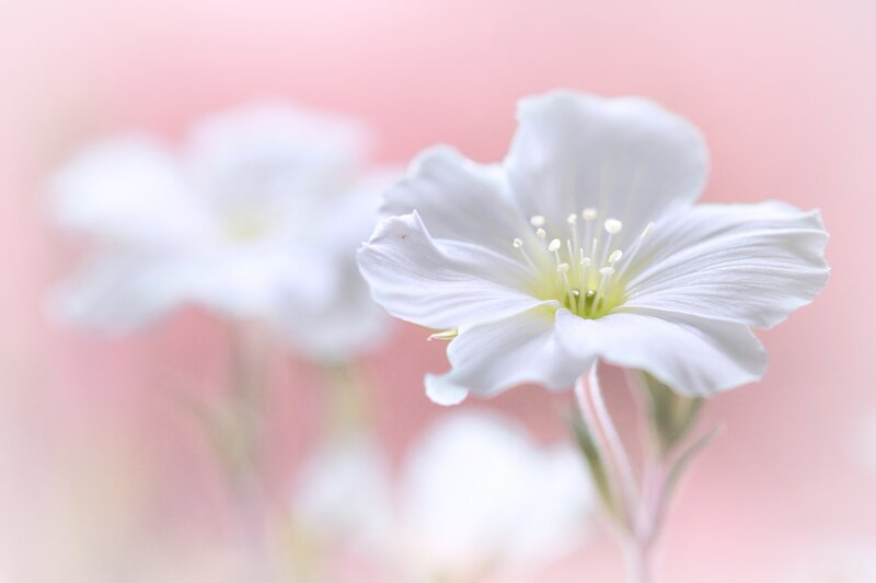 White Flower in Bloom — Serene, Photograph, Petals