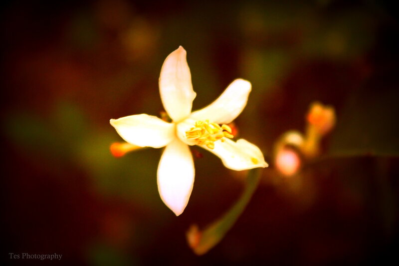 White Flower in Bloom — Serene, Photograph, Stamen