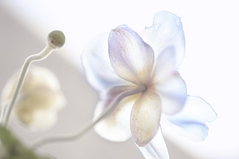 White Flower in Bloom — Serene, Photograph