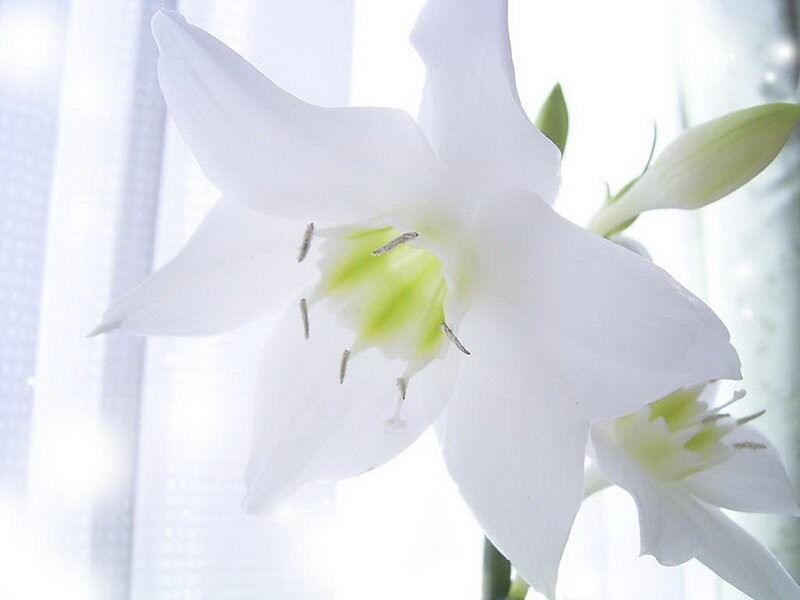 White Flower in Bloom — Serene
