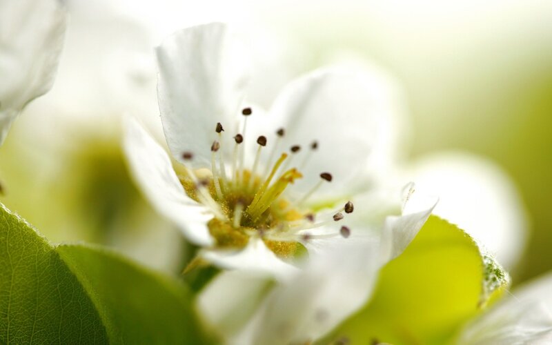 white flower in bloom
