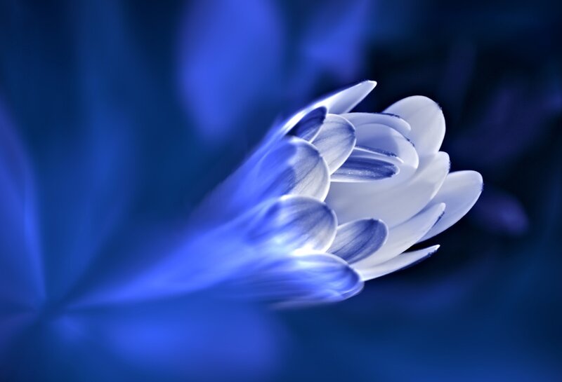 White Flower in Blue Light — Serene, Photograph