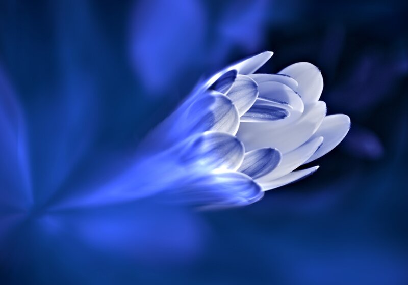 White Flower in Blue Light — Serene