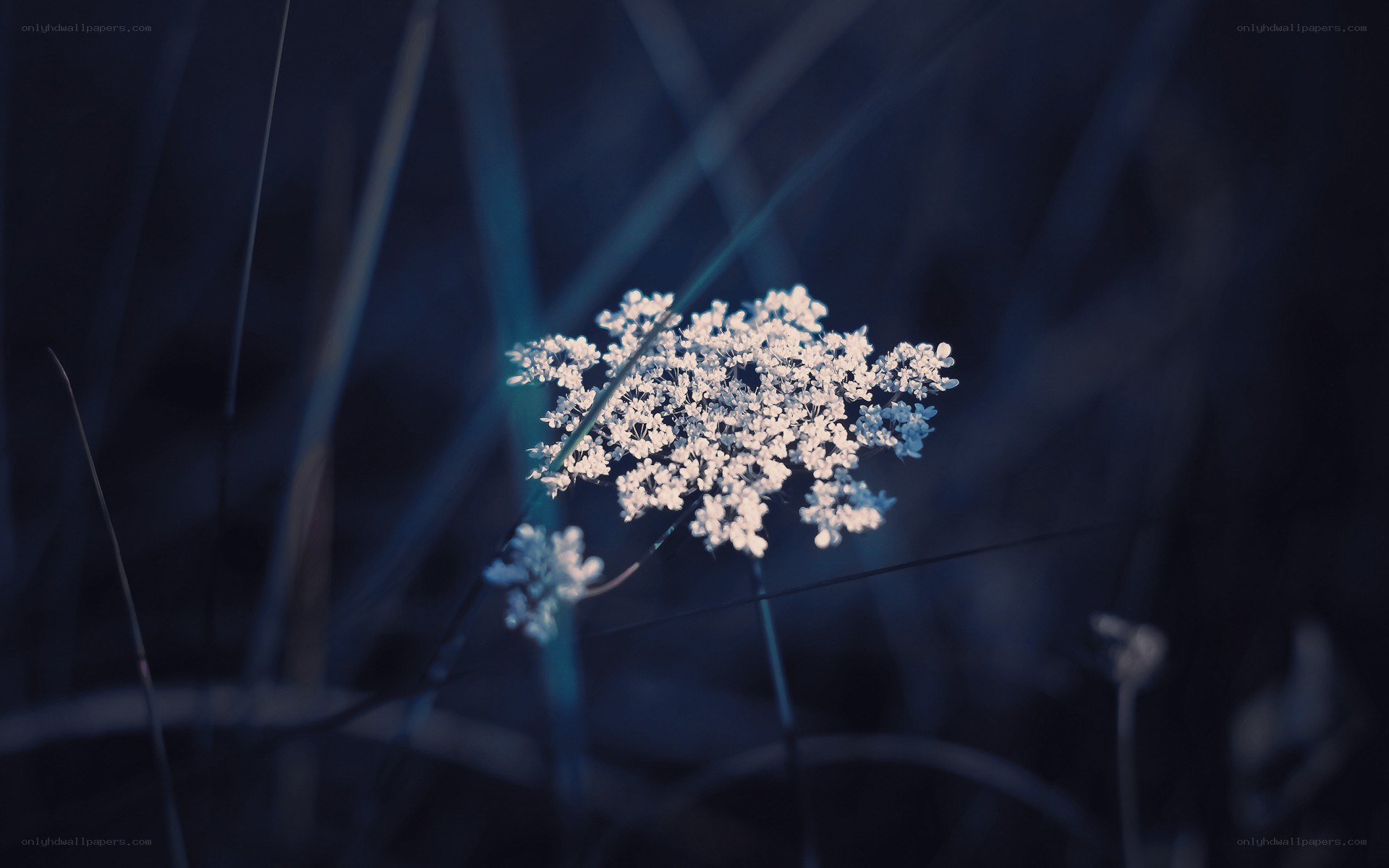 white flower in blue light