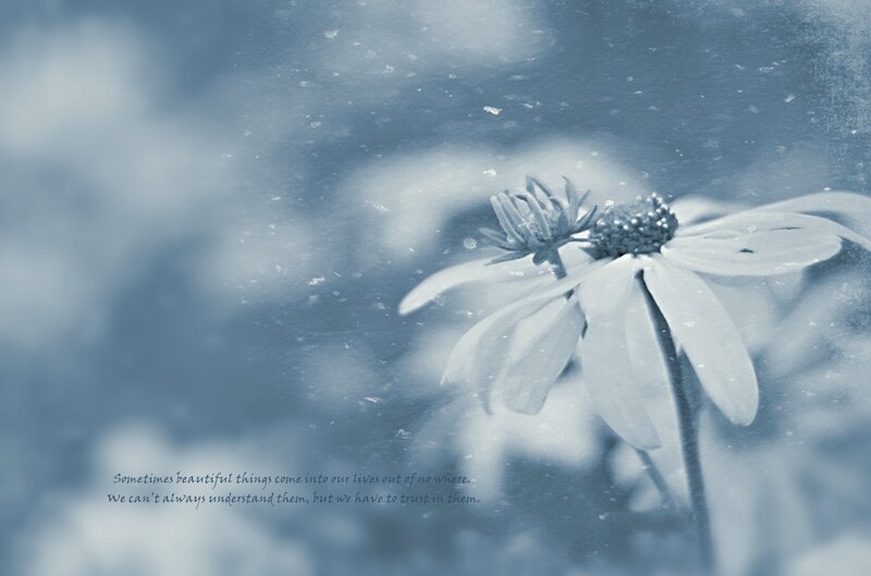 White Flower in Blue