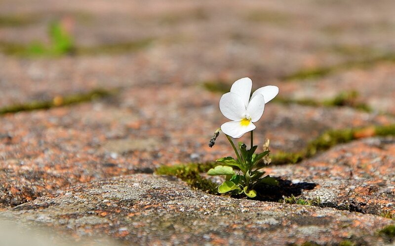 White Flower in Crack