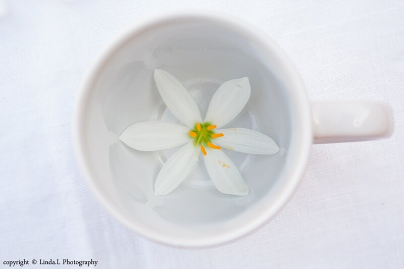 White Flower in Cup